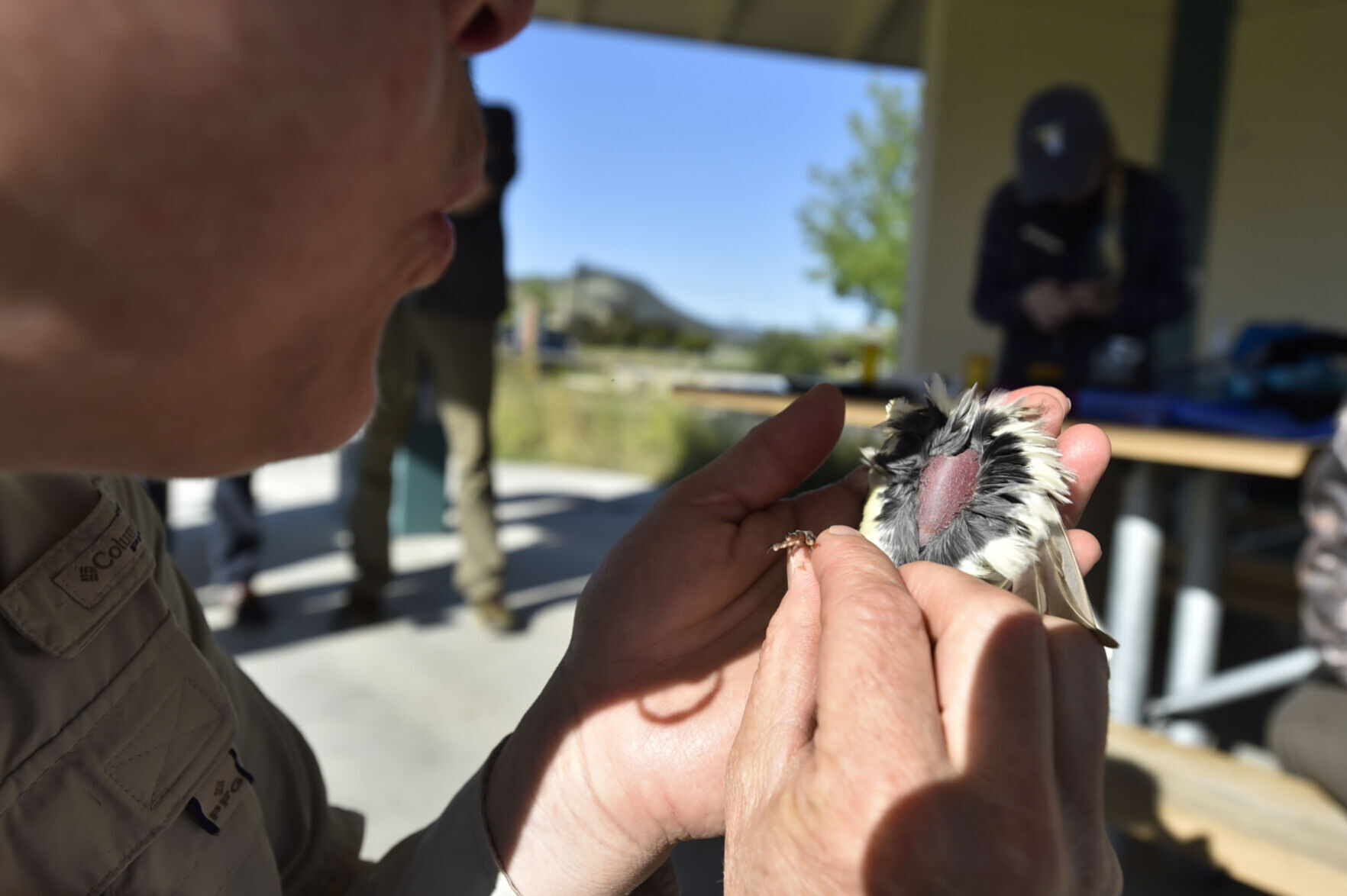 MAPS Bird Banding at Spring Meadow